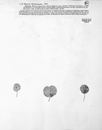 Septoria hydrocotyles image